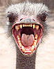 Click image for larger version

Name:	ostrich_head.jpg
Views:	189
Size:	29.8 KB
ID:	3167